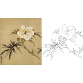 俞致贞工笔花鸟白描底稿-秋葵花《秋葵》-斗方小品册页-JV22