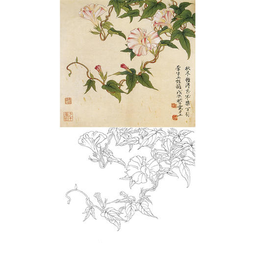 俞致贞工笔花鸟白描底稿-牵牛花-斗方小品册页-JV14 商品图0