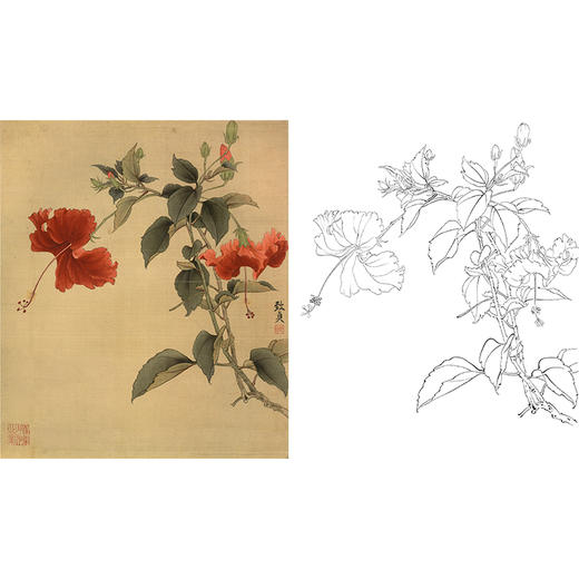 俞致贞工笔花鸟白描底稿-《扶桑》-斗方小品册页-JV19 商品图0