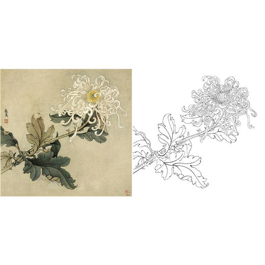 俞致贞工笔花鸟白描底稿-菊花-斗方小品册页-JV20 商品图0