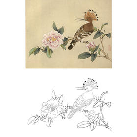 俞致贞工笔花鸟白描底稿-啄木鸟山茶花《戴胜山茶》-斗方小品册页-JV18