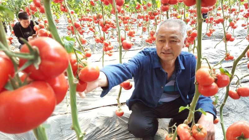 静海老味西红柿-5斤特价18元,服务日凭订货单自提,本