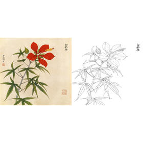俞致贞工笔花鸟白描底稿-秋葵花《红秋葵》-斗方小品册页-JV11