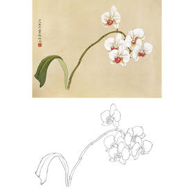 俞致贞工笔花鸟白描底稿-兰花《蝴蝶兰》-斗方小品册页-JV12