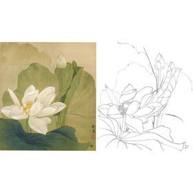 俞致贞工笔花鸟白描底稿-荷花白莲花-斗方小品册页-JV15