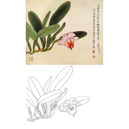 俞致贞工笔花鸟白描底稿-兰花《卡特兰》-斗方小品册页-JV13 商品图0
