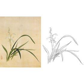 俞致贞工笔花鸟白描底稿-兰花《秋兰》-斗方小品册页-JV23