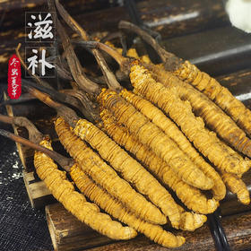 西藏那曲 冬虫夏草10g