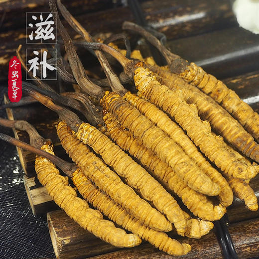 西藏那曲 冬虫夏草10g 商品图0