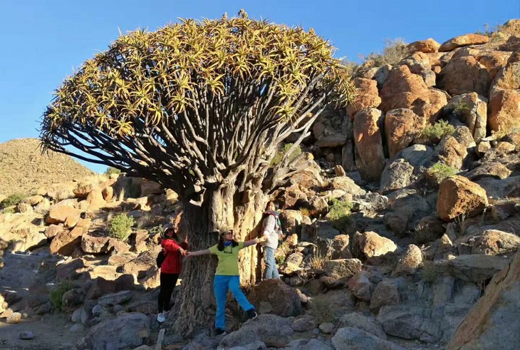 纳马夸兰"多肉星球safari"之旅 13天 全球最壮观的多肉植物花海,已