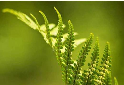奇特的含羞草 商品图0