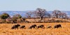 Tanzania ｜坦桑尼亚云中孤旅 8.19 通行版 商品缩略图0