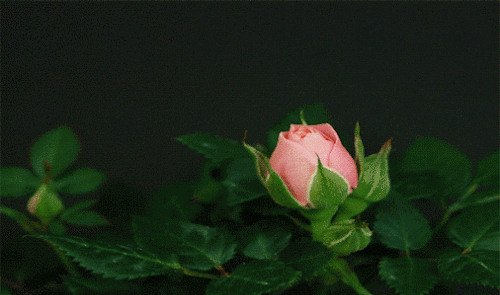【母亲节】植物压花——在花零落成泥之前,涅盘重生吧!