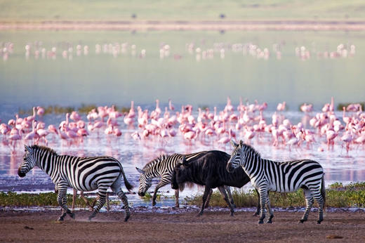 Tanzania ｜坦桑尼亚云中孤旅 8.6 商品图0