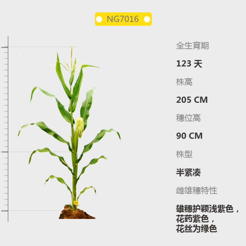NG7016自交系