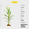 NG7016自交系 商品缩略图0