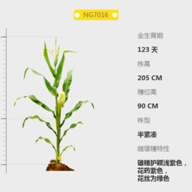 NG7016自交系