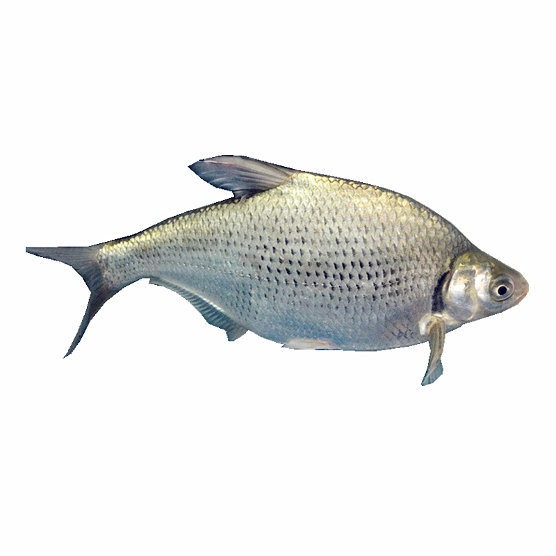 边鱼(500g/份)