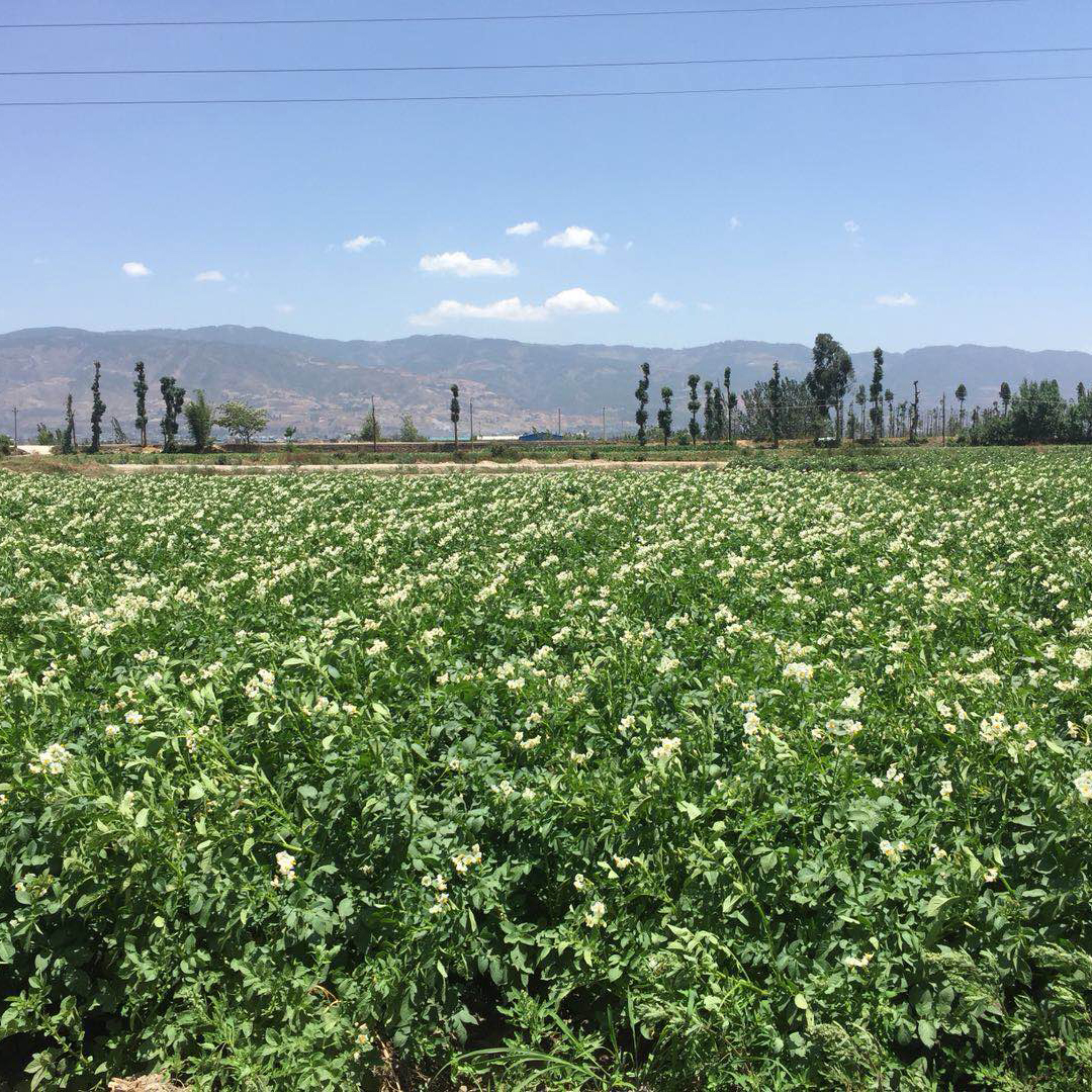 大凉山彝族土著原生态种植土豆来自高海拔深山的健康美食吃出美味健康