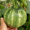 嫩玲南瓜-阿林农场 商品缩略图0