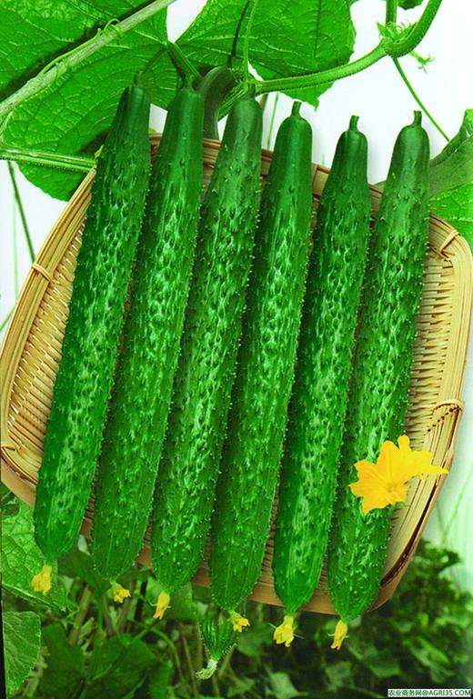 【百汇到家】黄瓜 商品图2