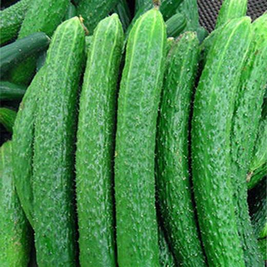 【百汇到家】黄瓜 商品图1