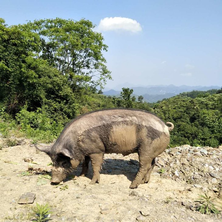 山猪山猪图片山猪咬人第7页大山谷图库 