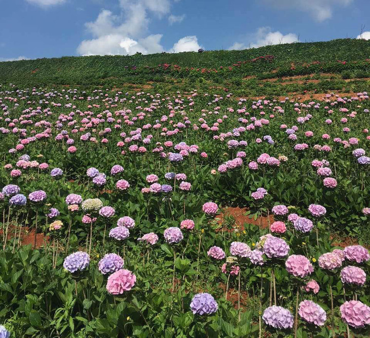 阳宗海徒步,绣球花海摄影一日活动(05月27号)