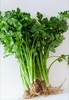 【百汇到家】水芹 商品缩略图2