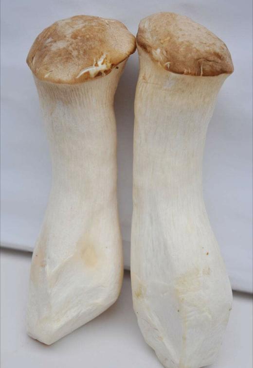 【百汇到家】杏鲍菇 商品图1