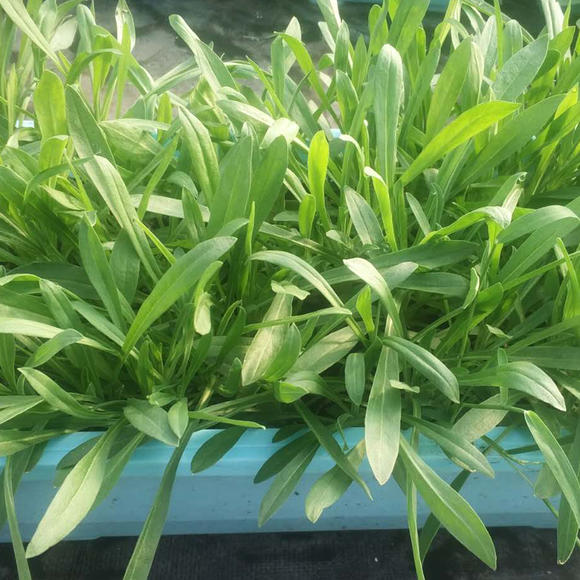 野生面条菜