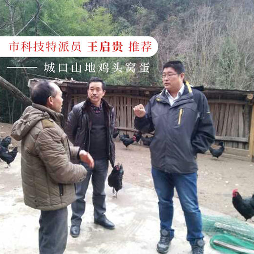 【科技特派员王启贵推荐】王大嫂城口土鸡蛋头窝蛋 富硒蛋 高蛋白质 低胆固醇 42枚/盒 包邮 商品图1