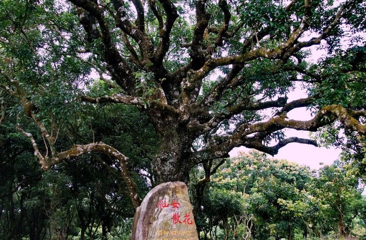 佳品荔枝:妃子笑&白糖罂 老树挂果 不可思议的甜蜜美味 顺丰空运包邮