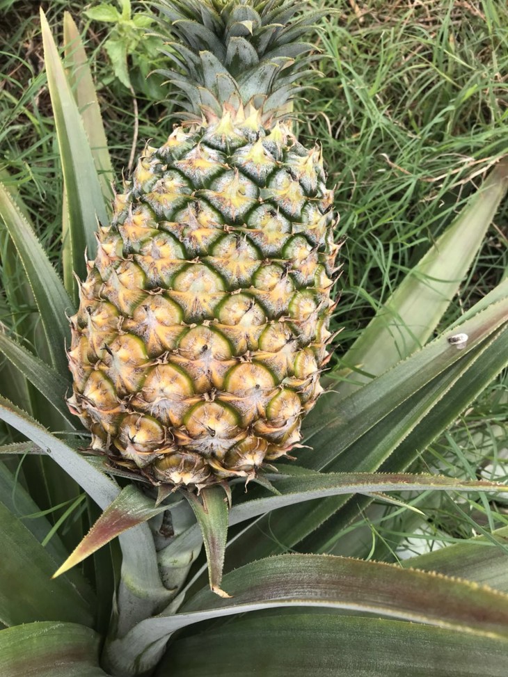 嘿凤梨~听甜·蜜汁凤梨 细嫩果肉 甜蜜口感好 不扎嘴