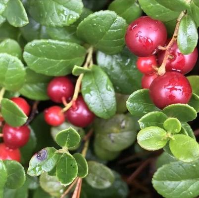 野生蔓越莓酱 | 合作生产* Wild Cranberry Sauce | Coproduction 商品图3