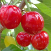 合作生产 | 生态樱桃 商品缩略图0
