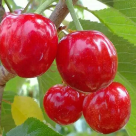 合作生产 | 生态樱桃