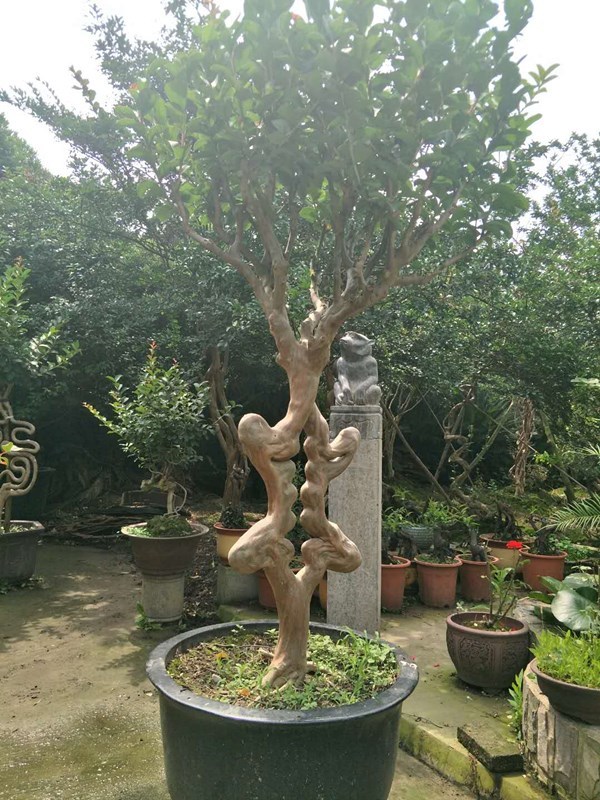 紫薇(寿字)(价格面议)