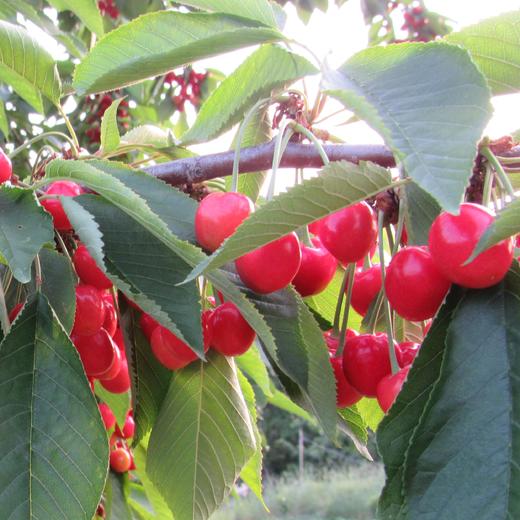 合作生产 | 生态樱桃 商品图1