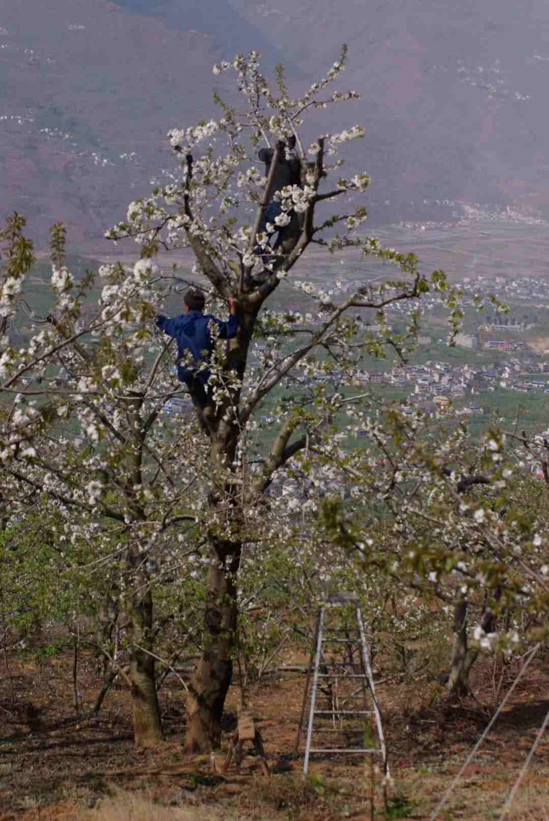 年近半百的农民伯伯,爬上樱桃树为樱桃授粉,修枝.