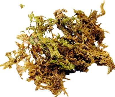 Reptile Structure-爬结构 爬虫陆龟半水龟蜥蜴蛙垫材水苔苔藓冬眠乌龟青苔-分销 商品图1