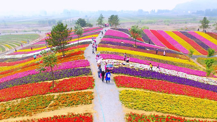 【紫色油菜花】 狼牙山紫色油菜花 玫瑰花海 知青小镇