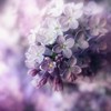 美丽的丁香花 商品缩略图0