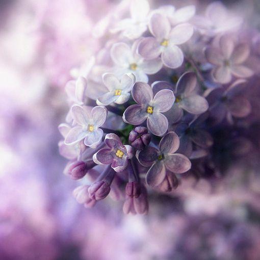 美丽的丁香花 商品图0