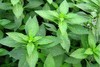 薄荷 商品缩略图0