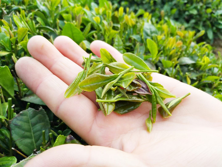 茶农们采的都是这样新鲜的嫩芽,一芽一叶,这样制成的茶叶才最