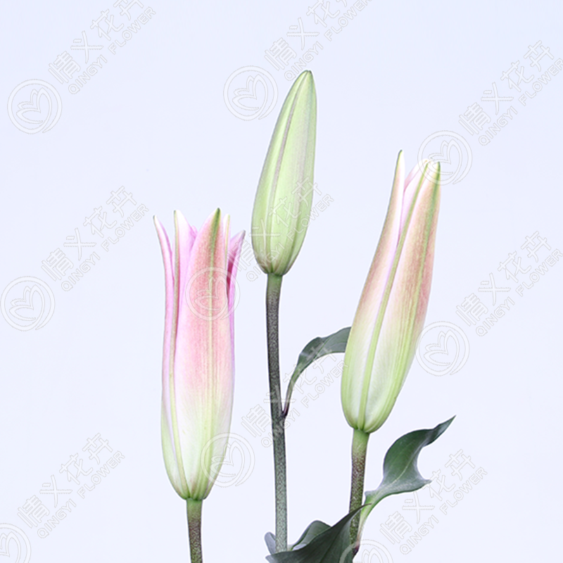百合—马龙 (粉色)