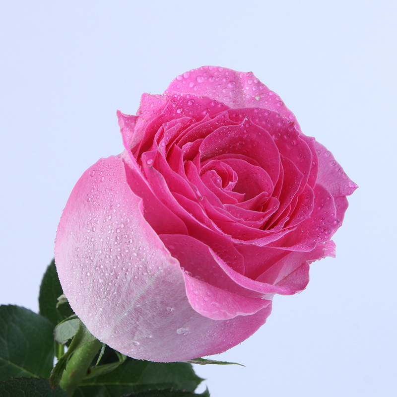 桃红雪山玫瑰花婚庆花店送礼玫瑰花 鲜花室内外装饰插花 可与其他单品