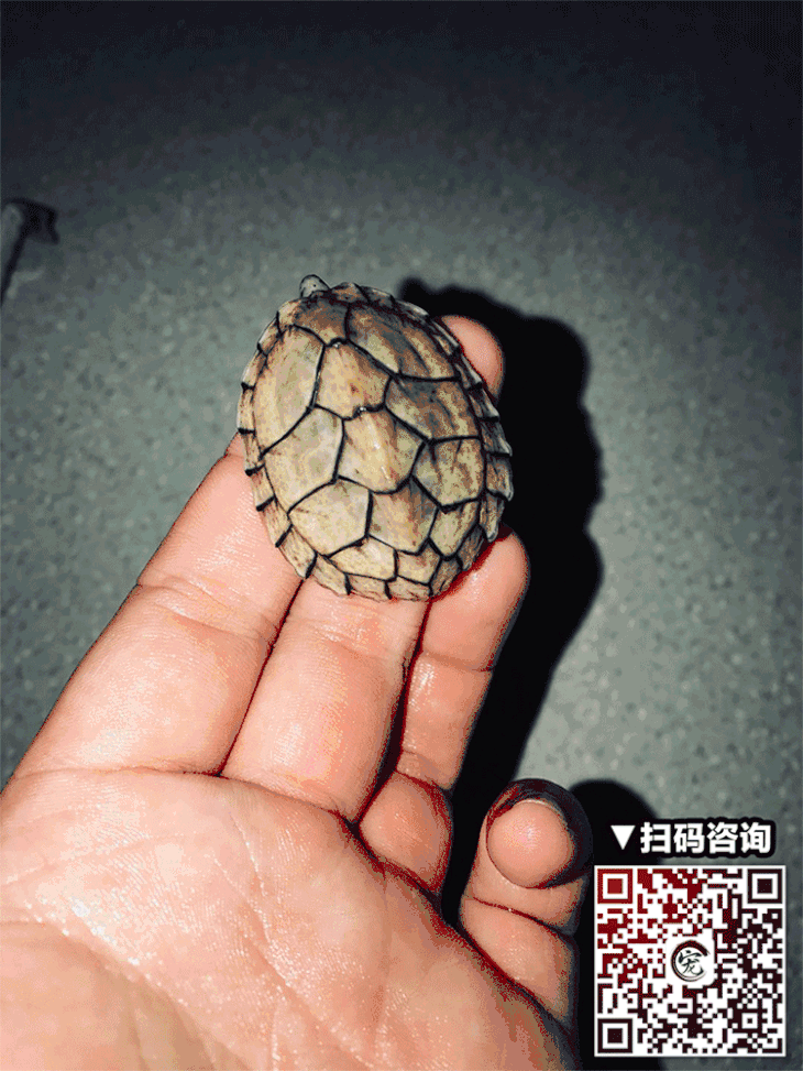 壁纸 动物 蜥 蜥蜴 730_973 竖版 竖屏 手机 gif 动态图 动图