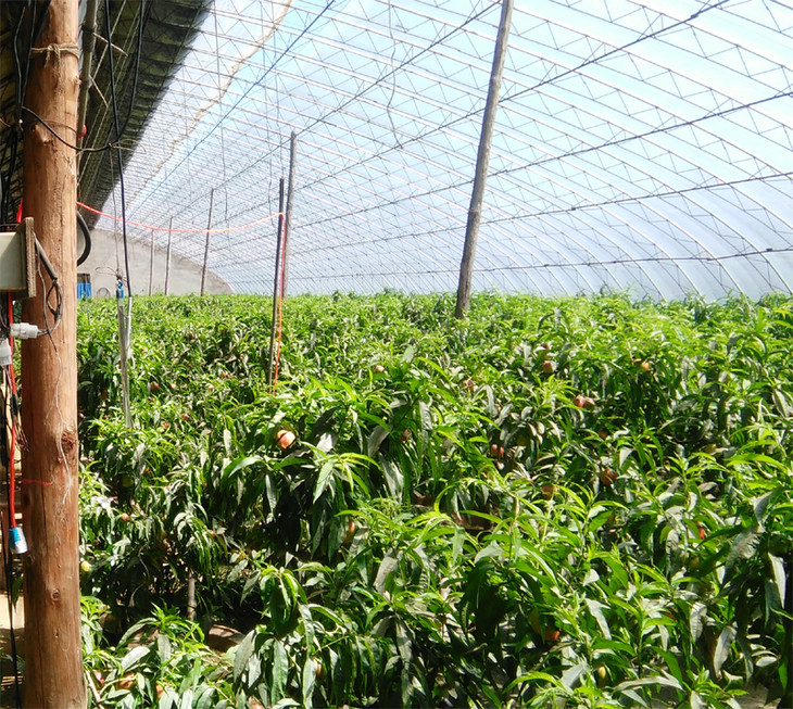 油桃种植大棚棚内实景照片,水果新鲜.你的订单就